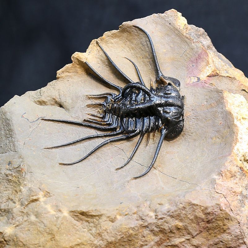 Dicranurus monstruosus from Morocco.