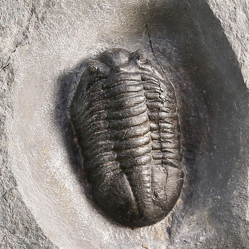 Double Asaphus expansus Trilobite Plate