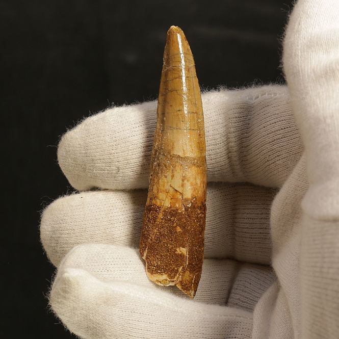 Main Image Dinosaur Teeth Spinosaurus Saharicus. 6 cm