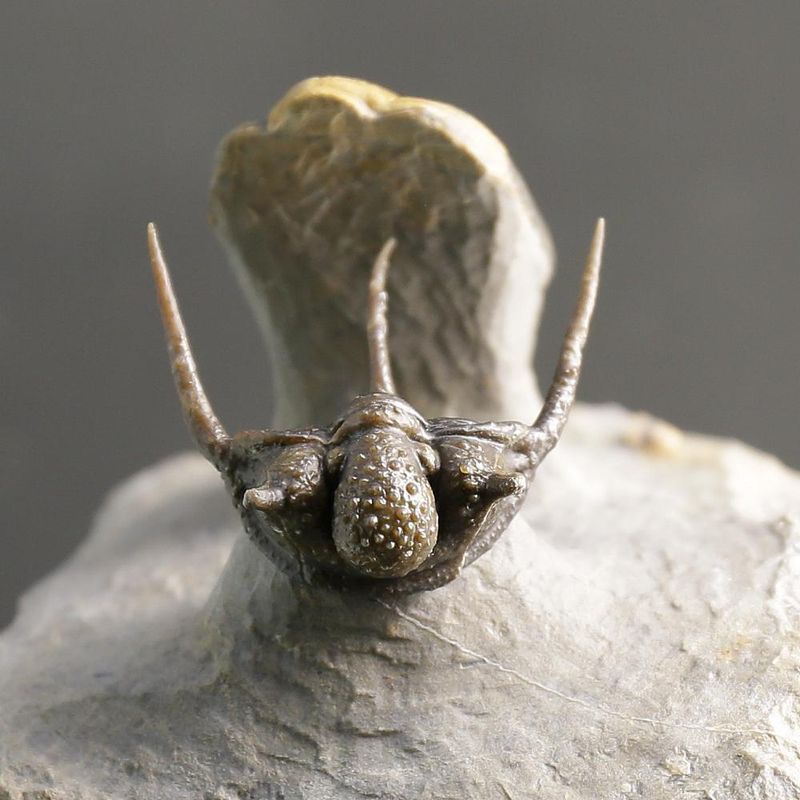 Cyphaspis Trilobite – Tiny Spiny Devonian Masterpiece