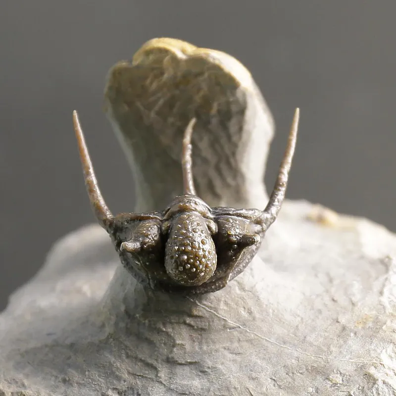 Cyphaspis Trilobite – Tiny Spiny Devonian Masterpiece