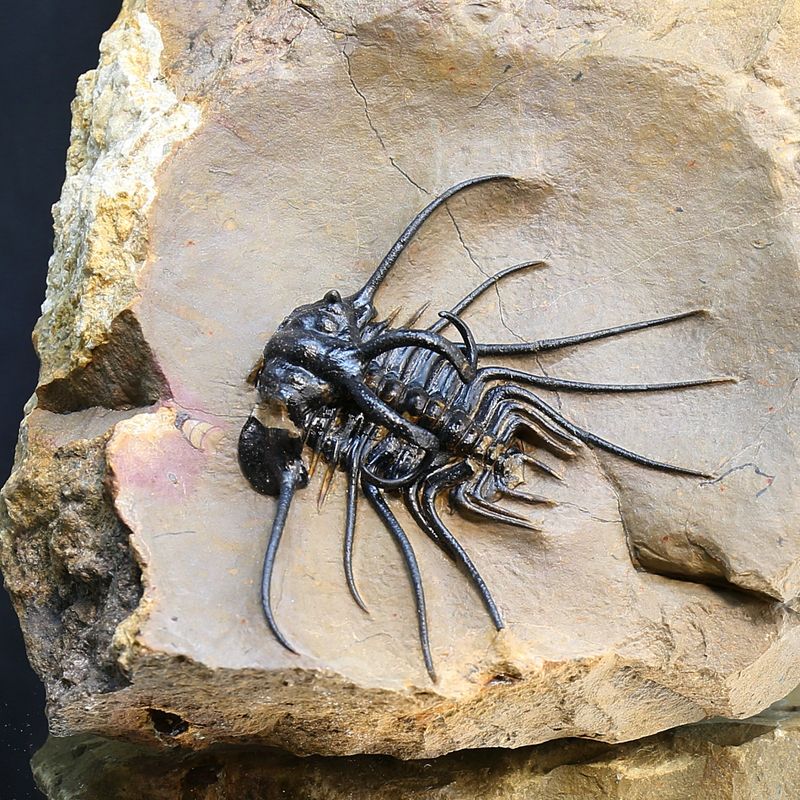 Dicranurus monstruosus from Morocco.