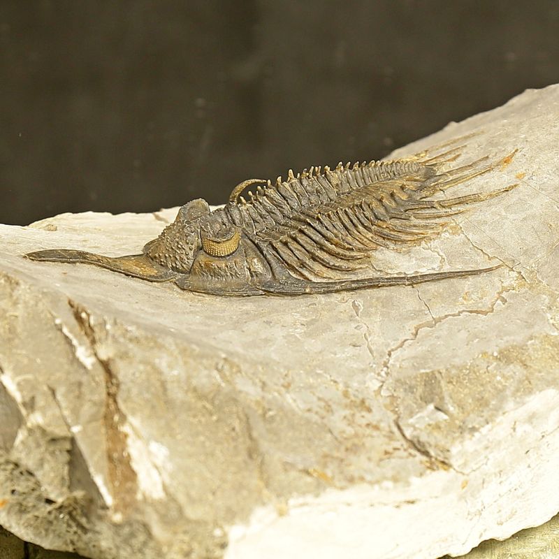 Psychopyge angeles Trilobite – Large Spiny Asteropyge, Issoumour (8 cm)