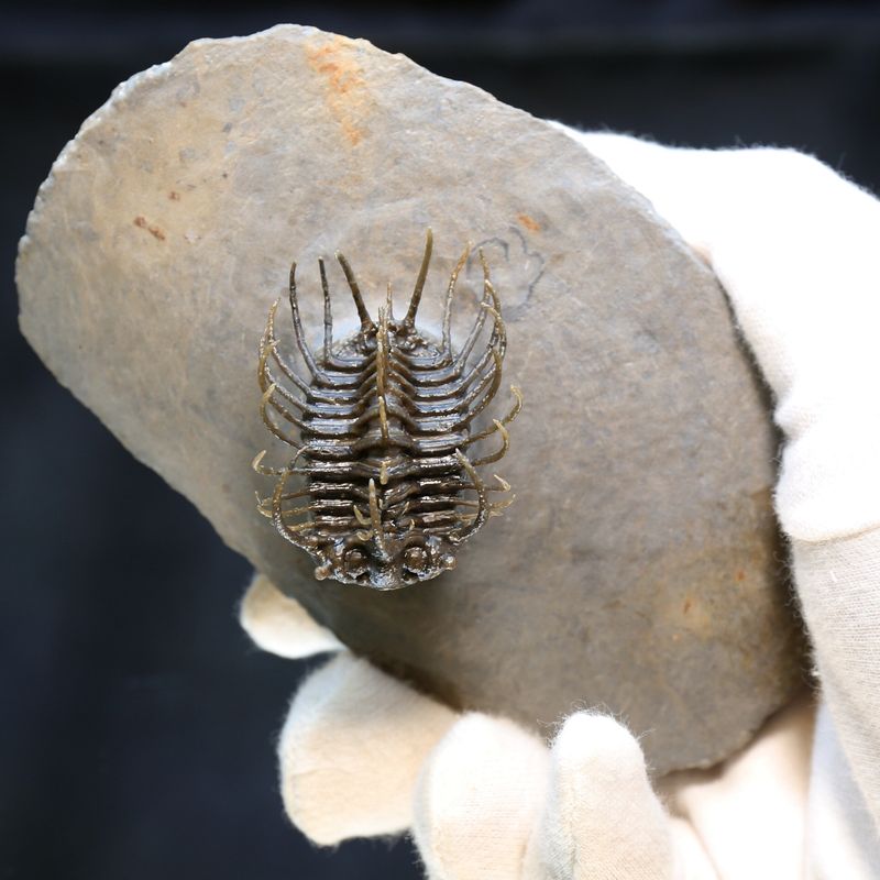 Spiny trilobite Koneprusia from Morocco.