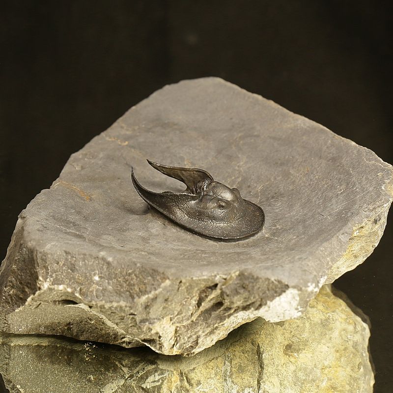  Sold! Harpes Trilobite – Finely Prepared Devonian Fossil from Jbel Oudriss (4.7 cm)