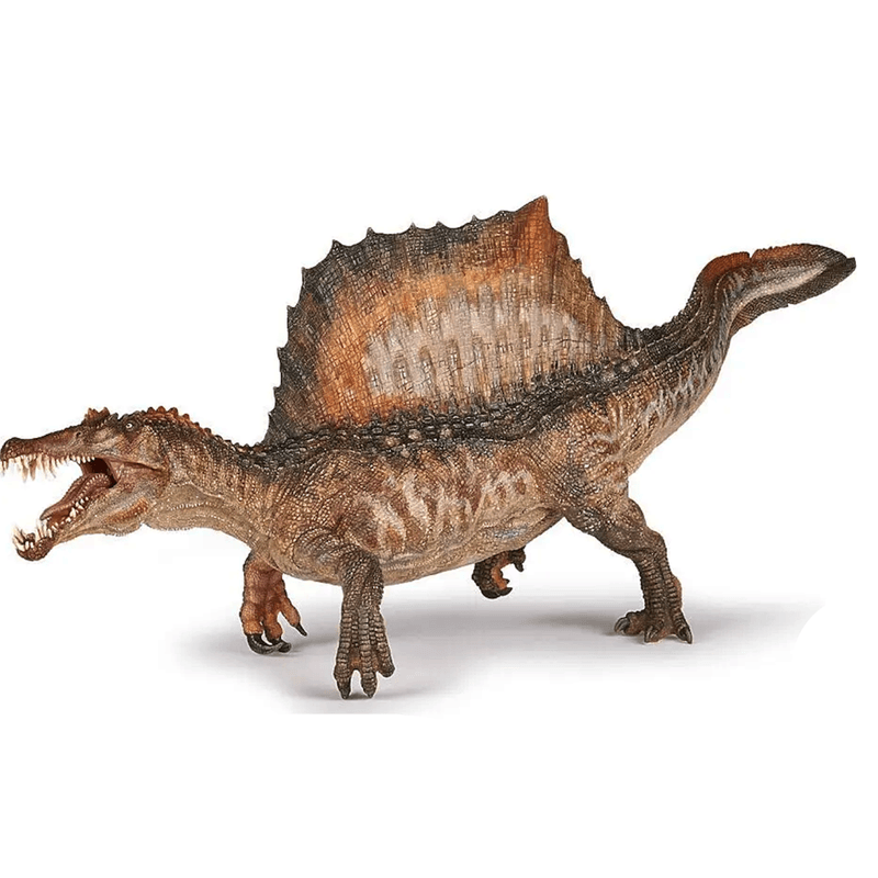 Dinosaur Teeth Spinosaurus Sp.