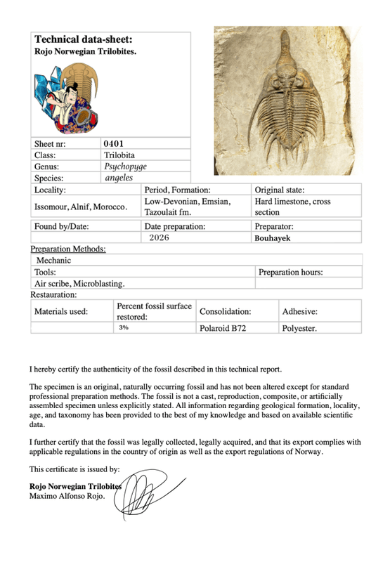 Psychopyge angeles Trilobite – Large Spiny Asteropyge, Issoumour (8 cm)