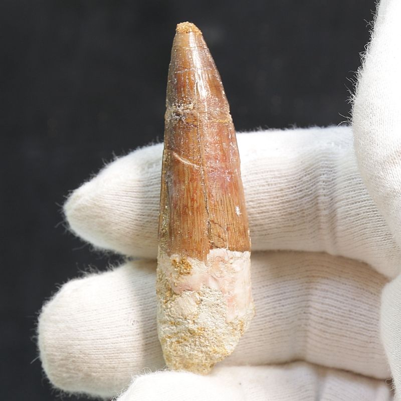 Dinosaur Teeth Spinosaurus Saharicus. 6.4 cm