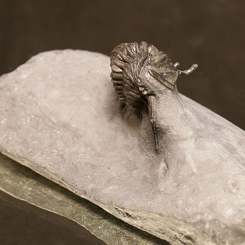Cybele bellatula Trilobite – uncommon species from Norway.