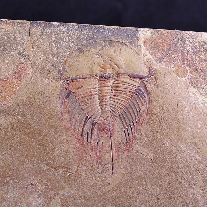 Olenellus fowleri Trilobite – Lower Cambrian, Nevada, (Ex. Ricardo Levi-Setti Collection)