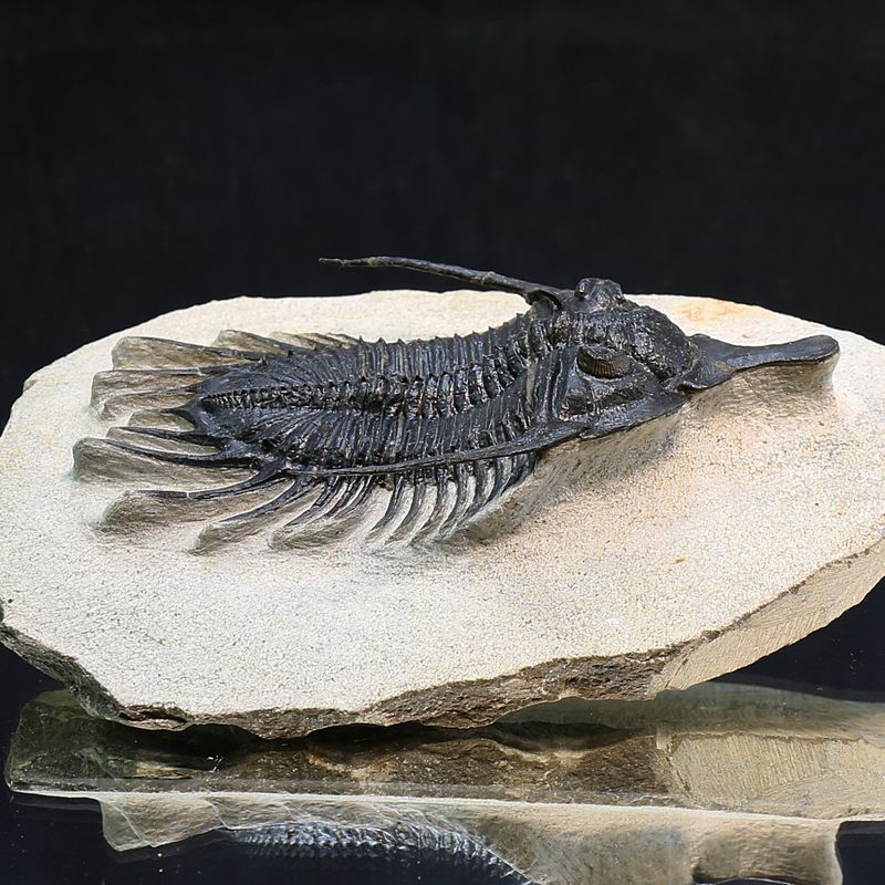 Short snout trilobite Psychopyge sp from Morocco