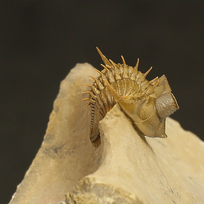 Erbenochile erbeni Trilobite – Tower-Eyed Devonian  (4 cm)