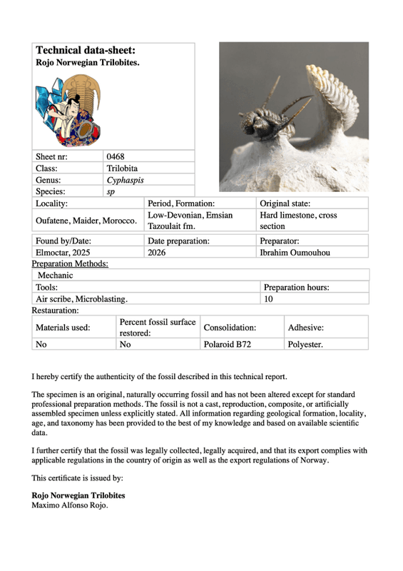 Cyphaspis Trilobite – Tiny Spiny Devonian Masterpiece