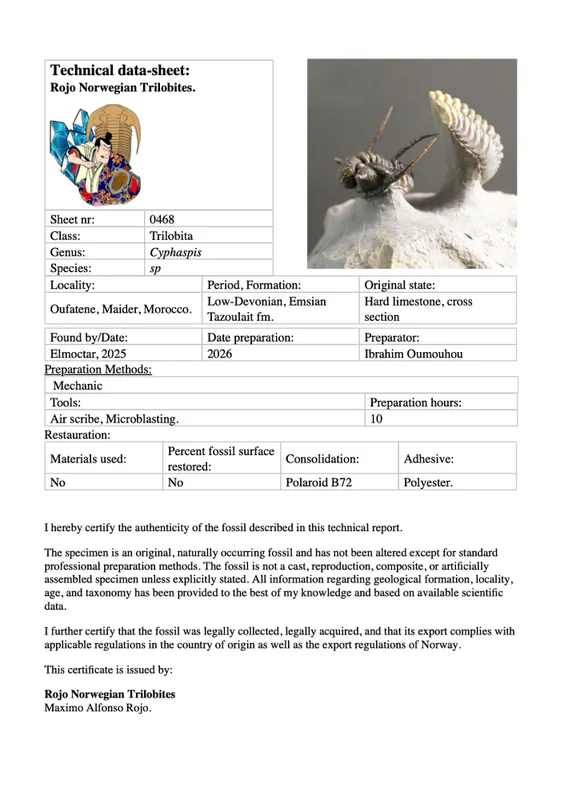 Cyphaspis Trilobite – Tiny Spiny Devonian Masterpiece