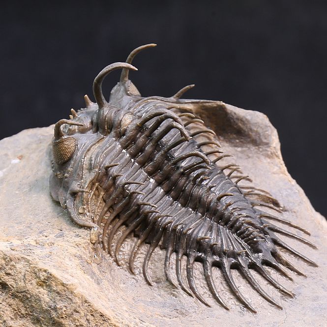 Main Image Spiny trilobite Comura from Morocco.