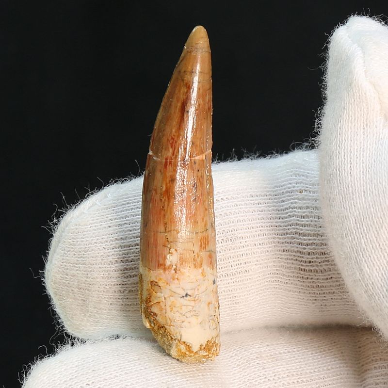 Dinosaur Teeth Spinosaurus Sp.