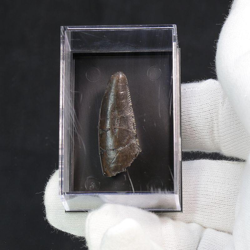 Ceratosaurs sp. Tooth