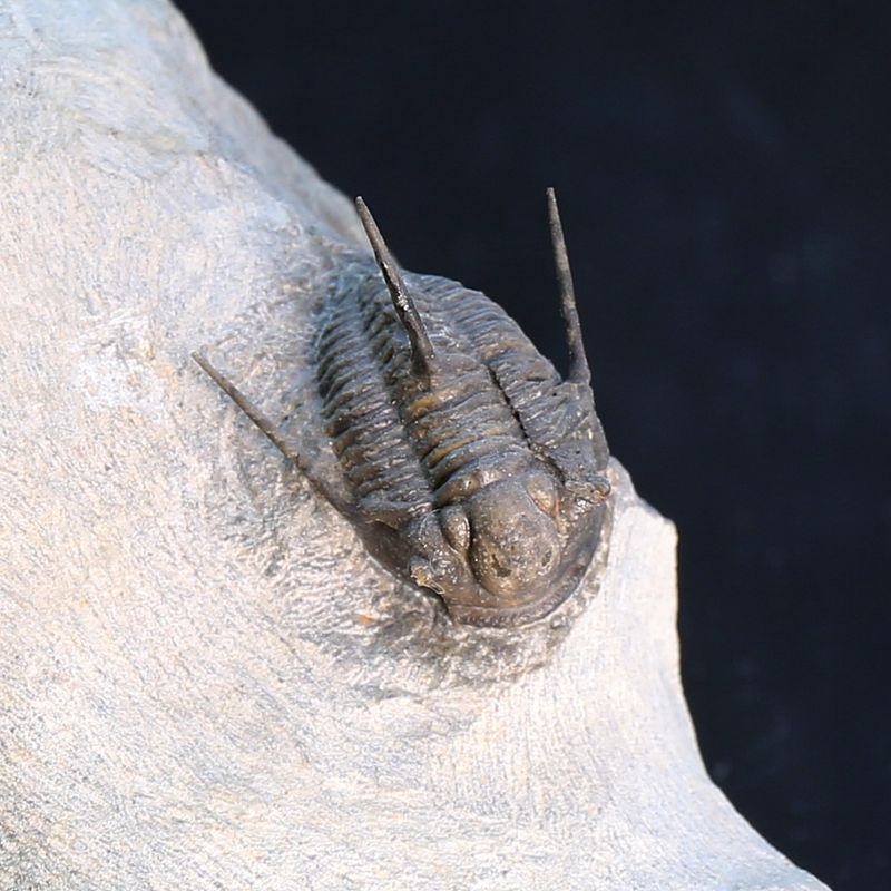 Ceratarges and Cyphaspis combo - Morocco.
