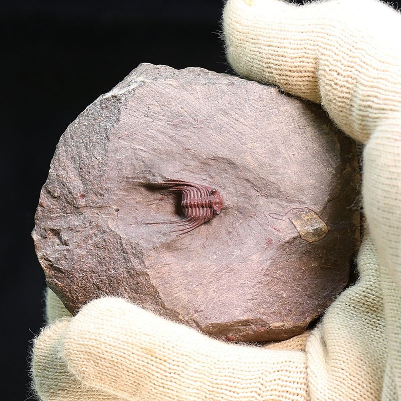  Uncommon red colour Trilobite Kettneraspis from Morocco.