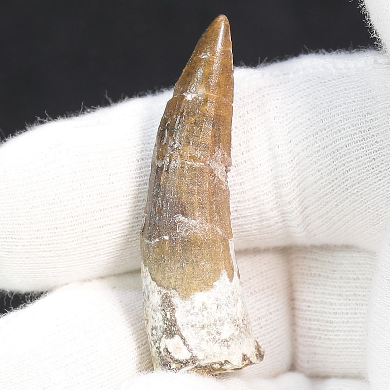 Suchomimus Tooth 