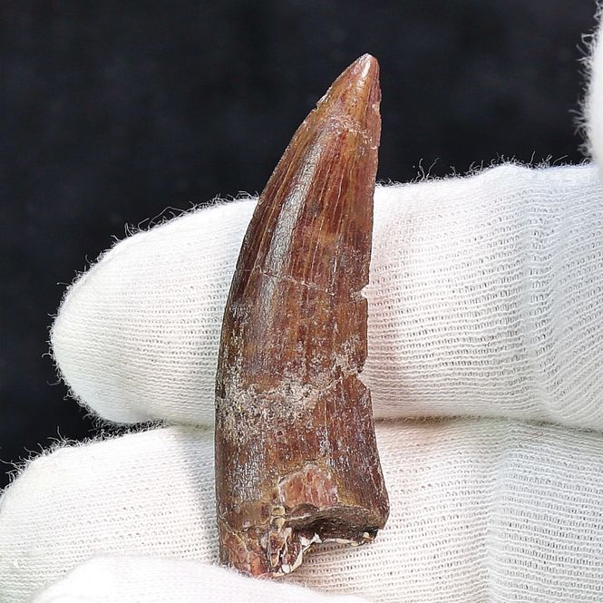 Main Image Suchomimus Tooth 