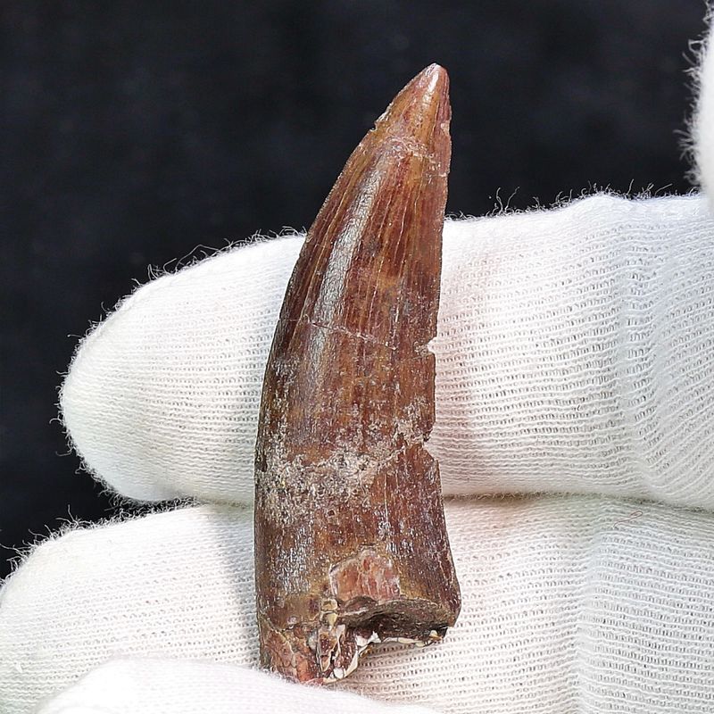 Suchomimus Tooth 