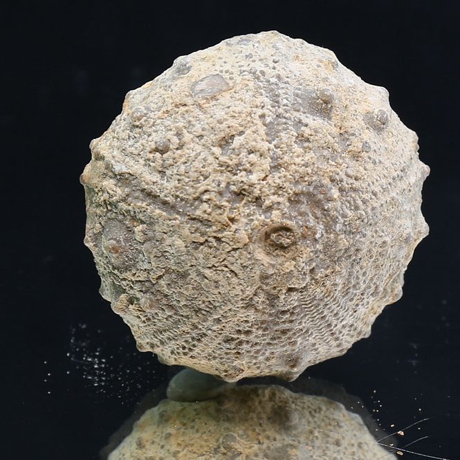 Main Image Fossil sea urchin from Morocco.