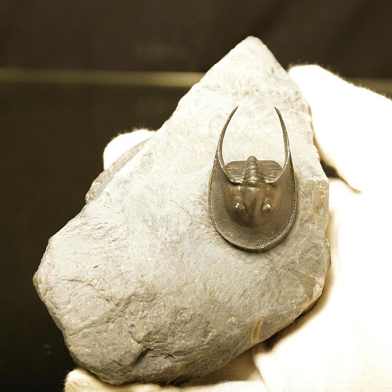 Harpes Trilobite – Finely Prepared Devonian Fossil from Jbel Oudriss (4 cm)