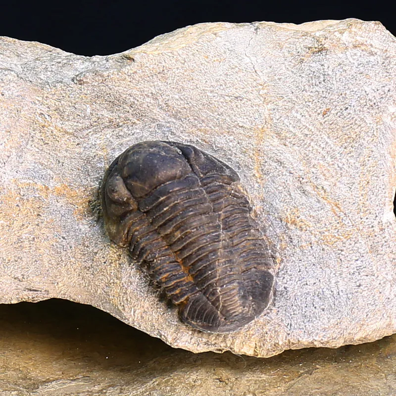 Belgian Trilobite Gerastos Lessensis from Couvin.