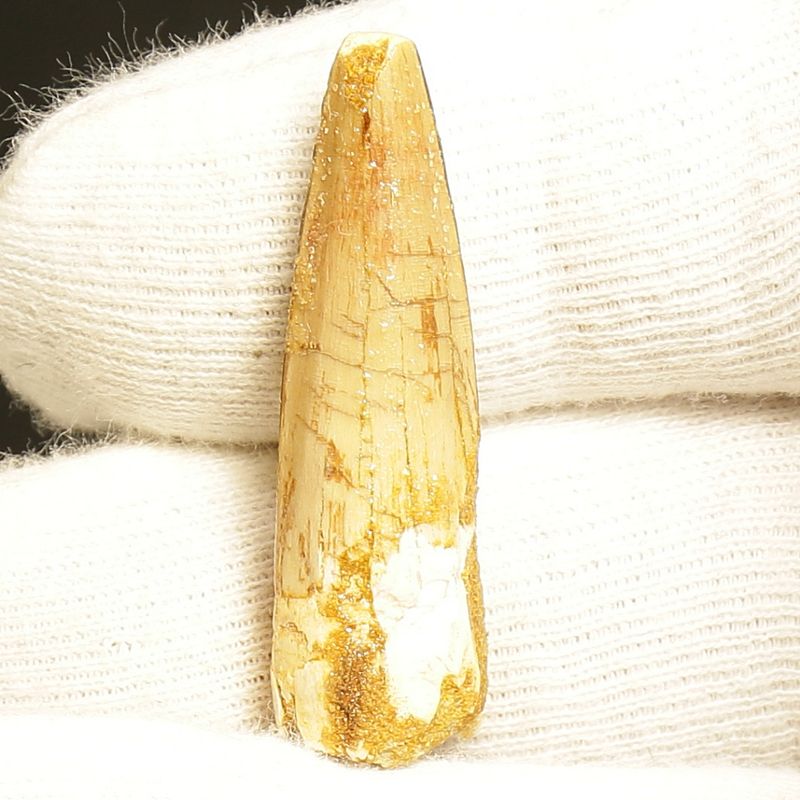 Dinosaur Teeth Spinosaurus Saharicus. 4 cm