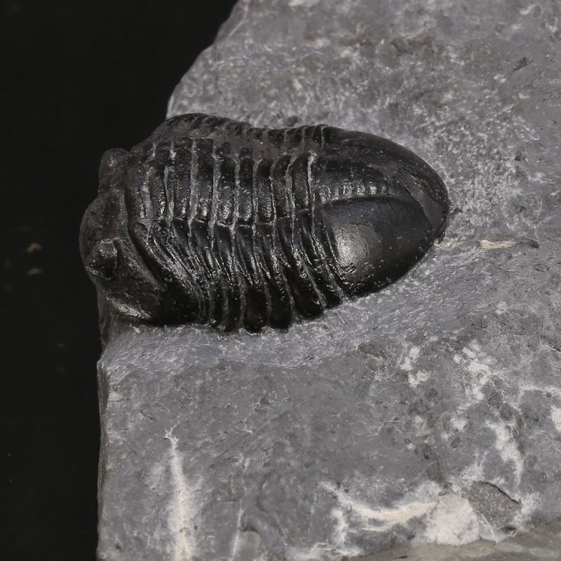 Sold, Asaphus expansus Trilobite – Lower Ordovician, Slemmestad, Norway