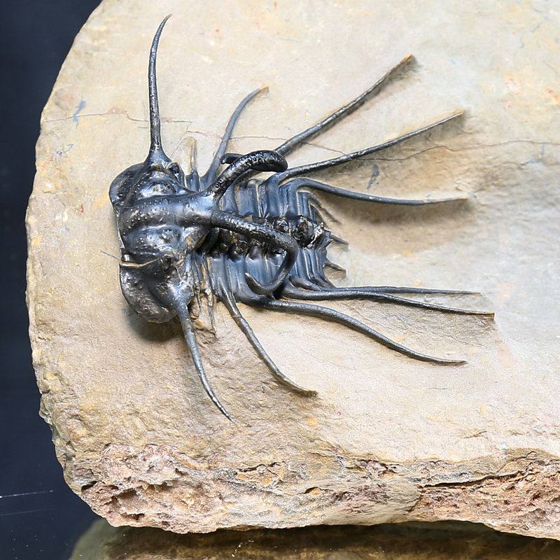 Dicranurus monstruosus from Morocco.