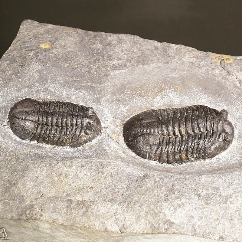 Double Asaphus expansus Trilobite Plate