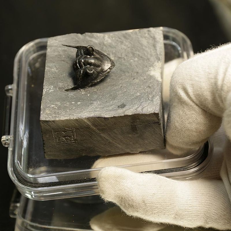 Enrrolled Megistaspis elongata Trilobite