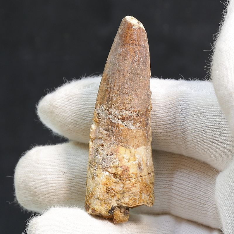 Dinosaur Teeth Spinosaurus Saharicus. 6 cm