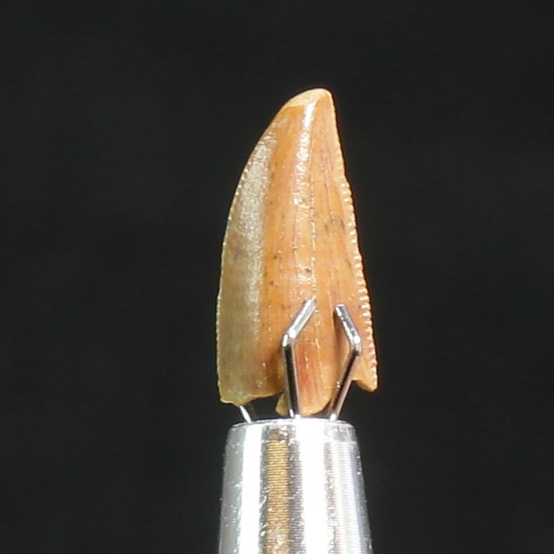 Abelisaurid Dinosaur Tooth 