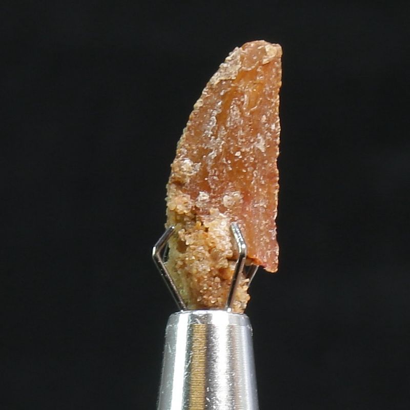 Abelisaurid Dinosaur Tooth 