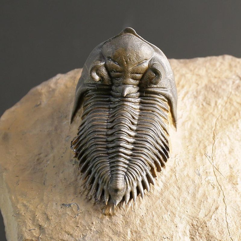 Metacanthina issomourensis Exquisitely Prepared Devonian Fossil from Issoumour (5 cm)