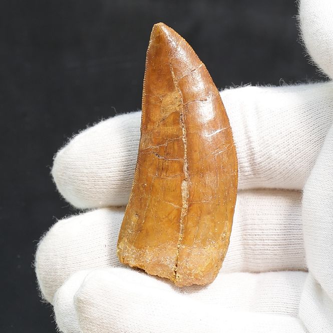 Main Image Carcharodontosaurus Tooth  (6 cm)