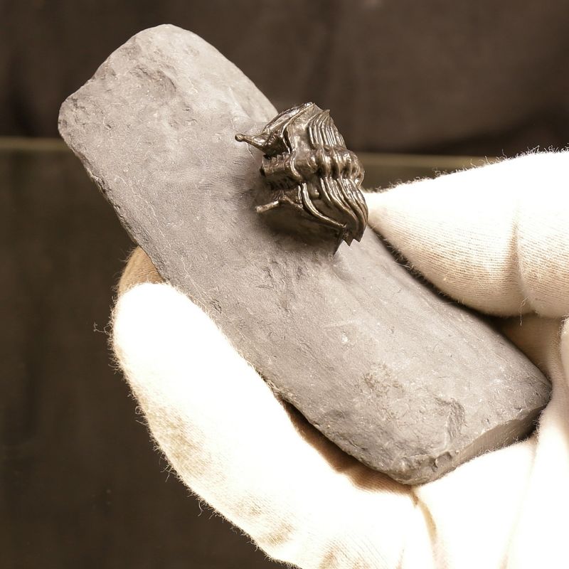 Cybele bellatula Trilobite – uncommon species from Norway.