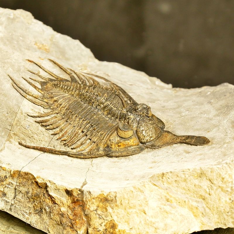 Psychopyge angeles Trilobite – Large Spiny Asteropyge, Issoumour (8 cm)