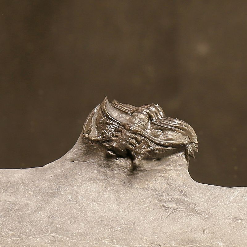 Cybele bellatula Trilobite – uncommon species from Norway.