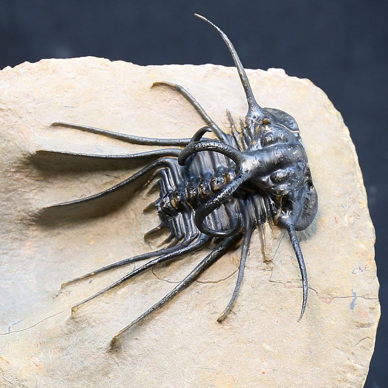 Dicranurus monstruosus from Morocco.