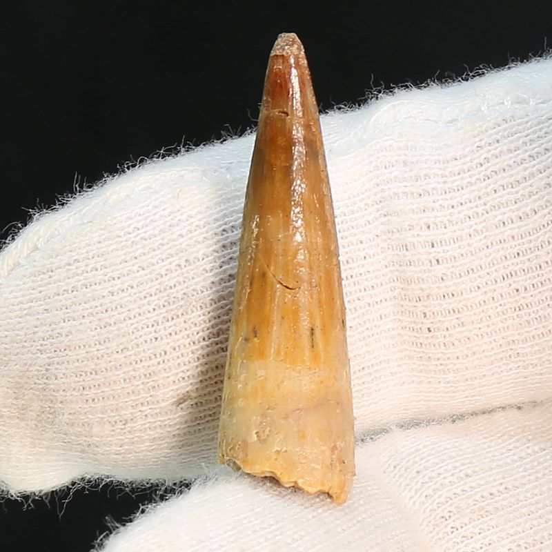 Dinosaur Teeth Spinosaurus Sp.