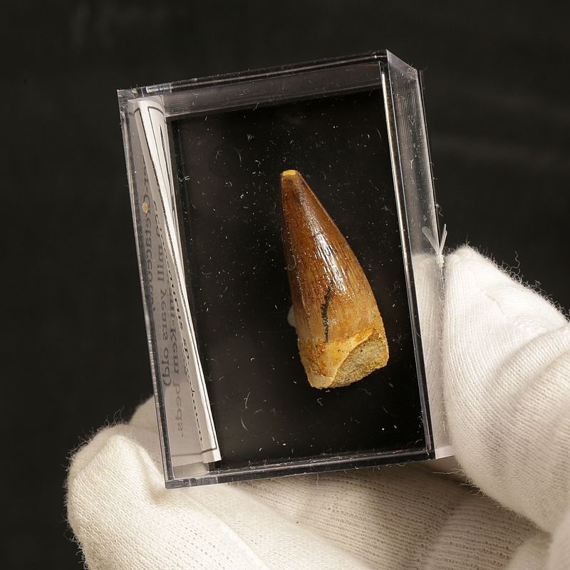 Dinosaur Teeth Spinosaurus Sp.