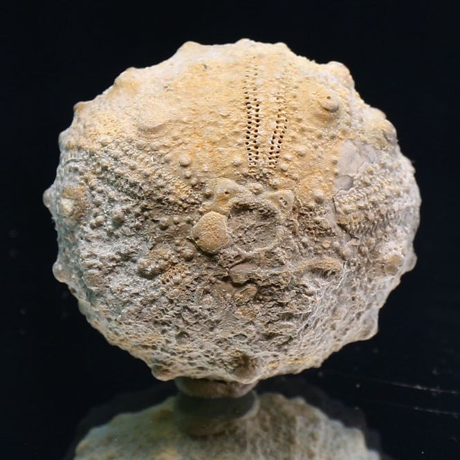 Main Image Fossil sea urchin from Morocco.