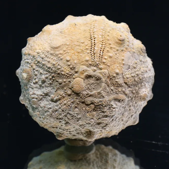 Main Image Fossil sea urchin from Morocco.
