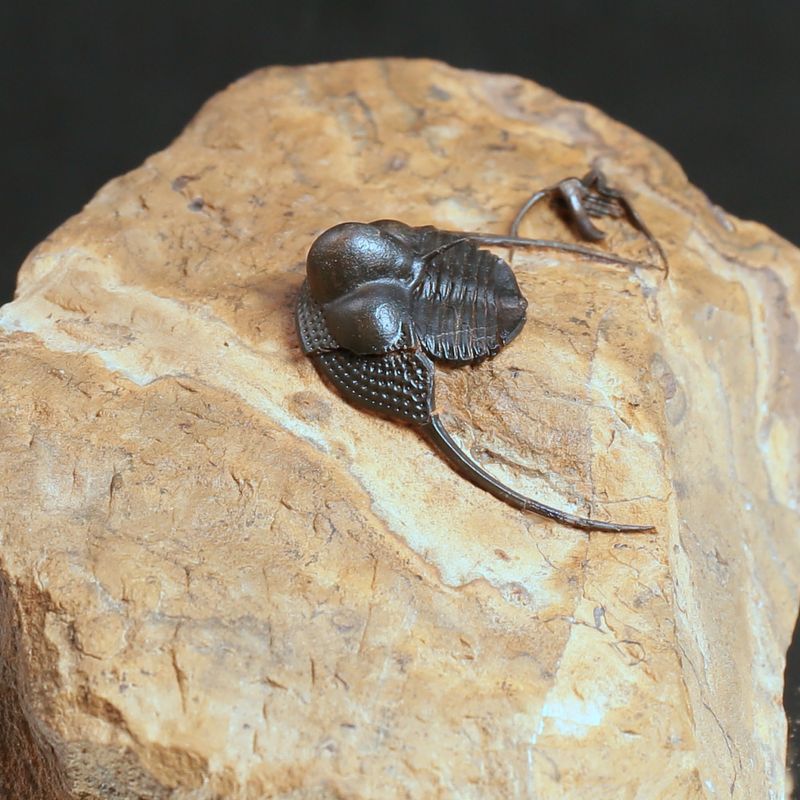 Onnia Trilobite – Ordovician Fossil with Spines, Morocco (3 cm)
