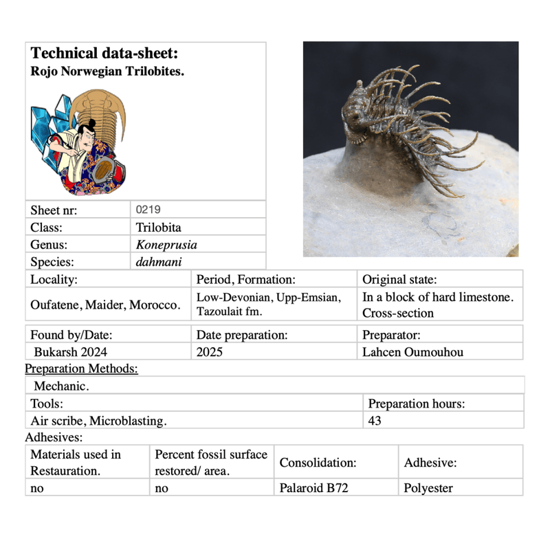 Spiny trilobite Koneprusia from Morocco.